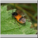 Arge cyanocrocea - Buerstenhornblattwespe 03.jpg